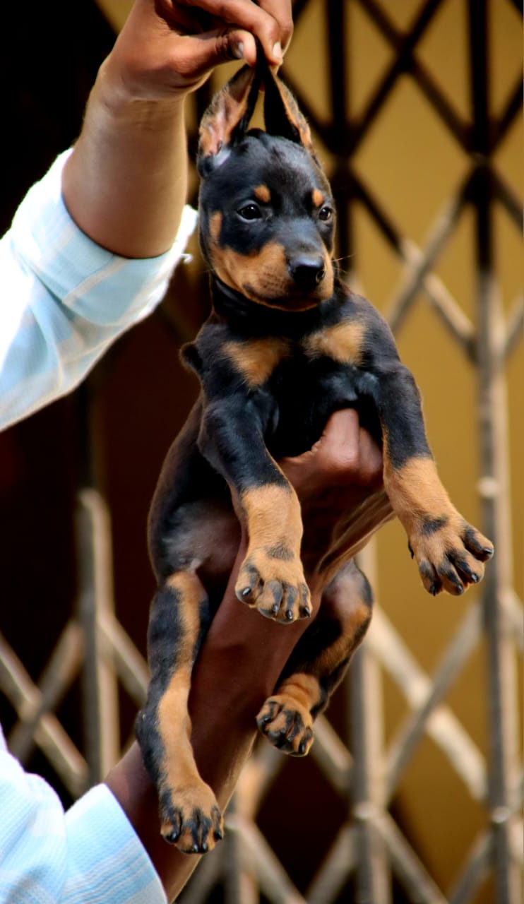 Doberman
